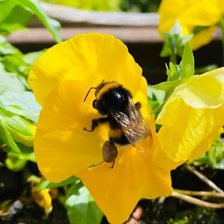 Davaa's Bed & Breakfast