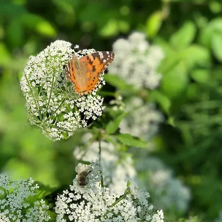 Bed & Breakfast Davaa's Randers