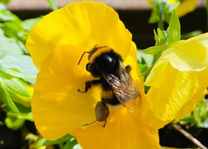 Davaa's Отель типа 